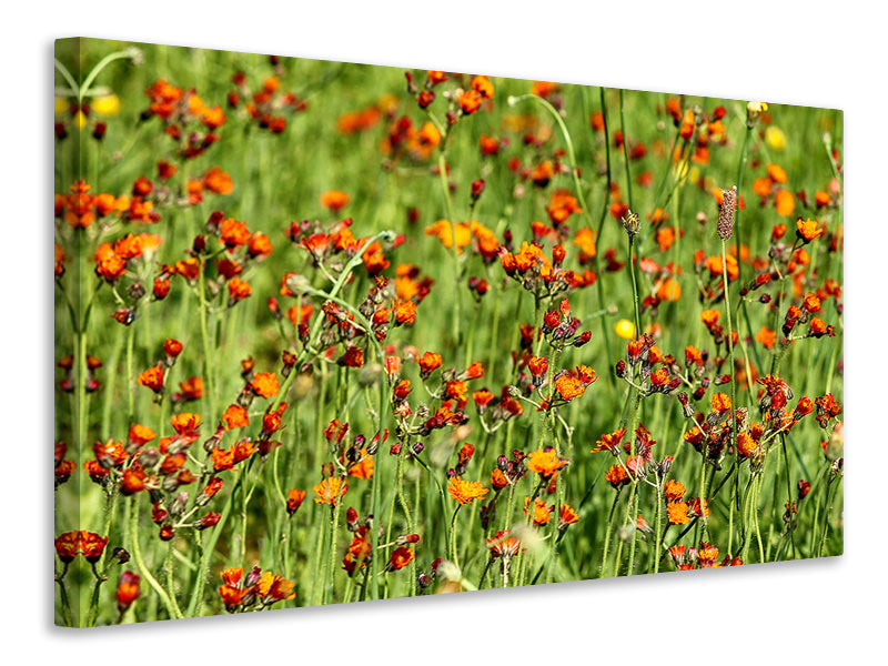panoramic-3-piece-canvas-print-hawkweeds