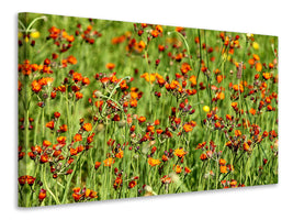 5-piece-canvas-print-hawkweeds