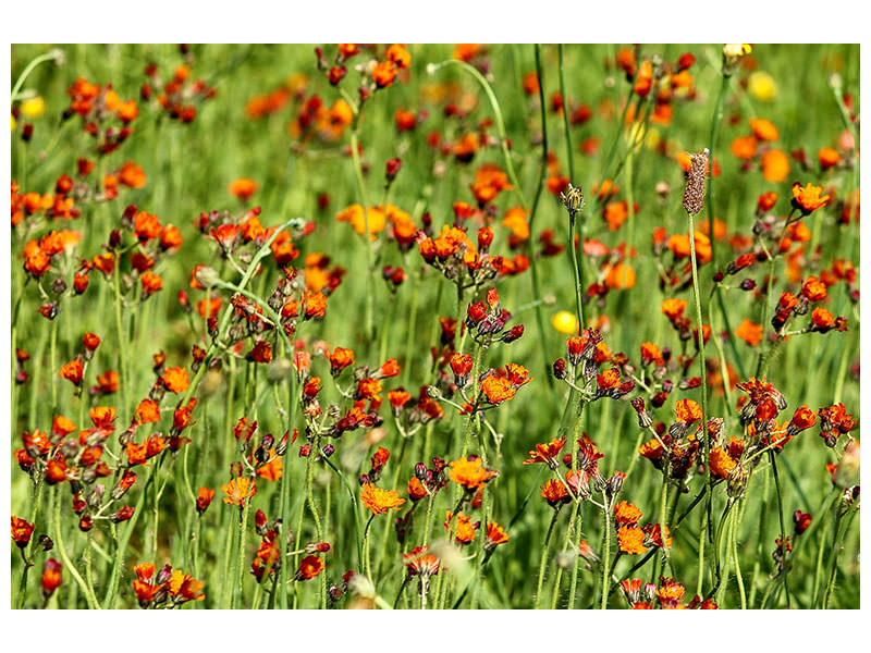 5-piece-canvas-print-hawkweeds