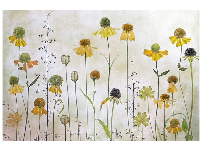 5-piece-canvas-print-helenium