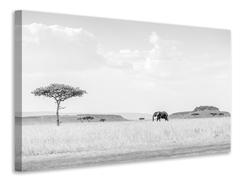 5-piece-canvas-print-high-key-savannah