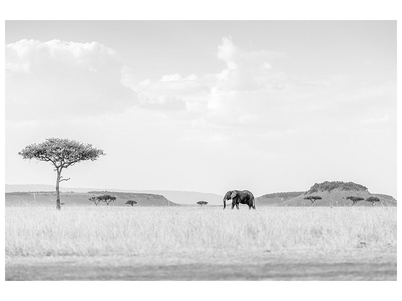 panoramic-3-piece-canvas-print-high-key-savannah