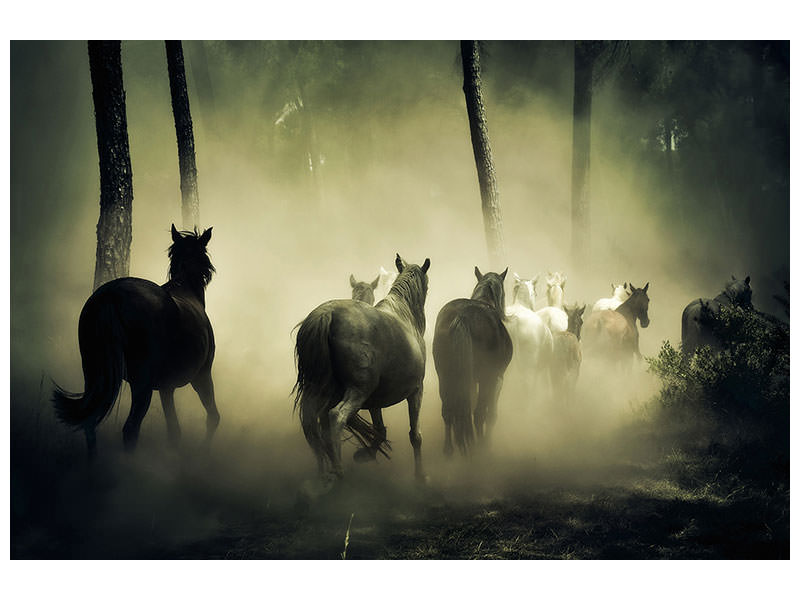 3-piece-canvas-print-horses-in-the-forest