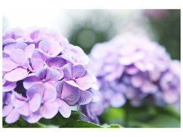 panoramic-3-piece-canvas-print-hydrangeas