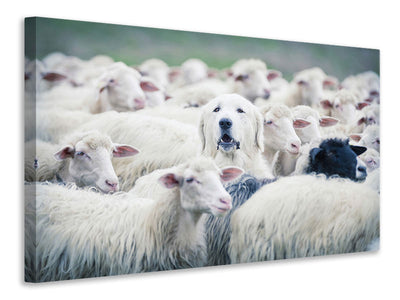 panoramic-canvas-print-in-disguise