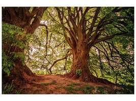 5-piece-canvas-print-in-the-dense-forest