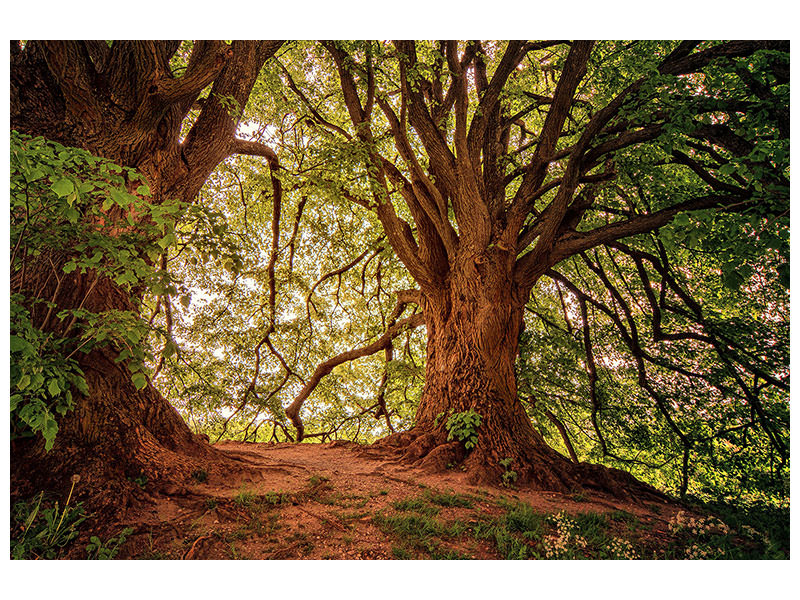 modern-4-piece-canvas-print-in-the-dense-forest