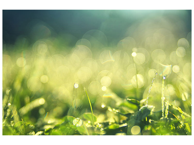 panoramic-canvas-print-in-the-meadow