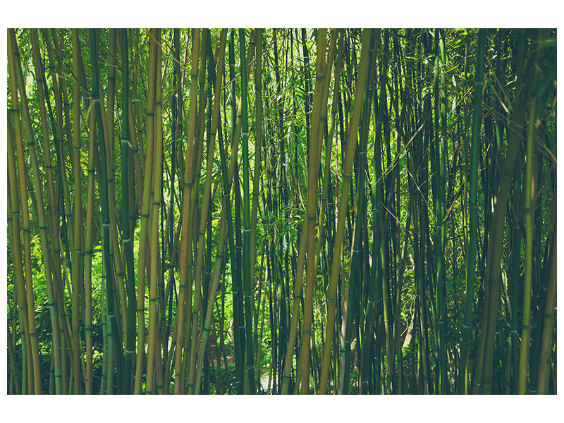 3-piece-canvas-print-in-the-middle-of-the-bamboo