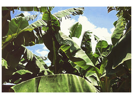 5-piece-canvas-print-in-the-middle-of-the-jungle