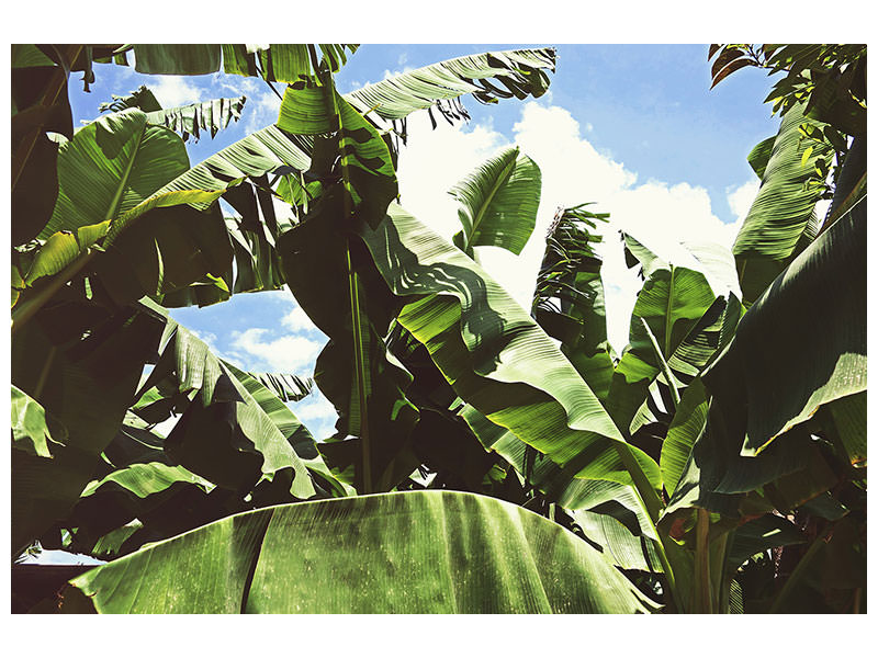 panoramic-3-piece-canvas-print-in-the-middle-of-the-jungle