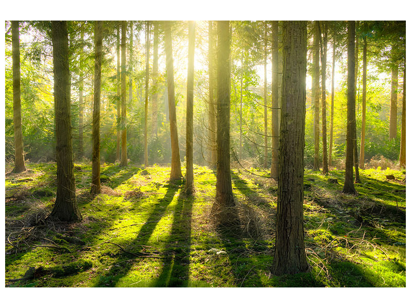 3-piece-canvas-print-in-the-middle-of-the-woods