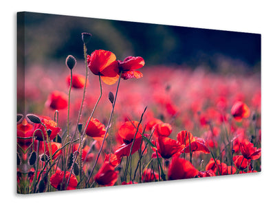 3-piece-canvas-print-in-the-poppy-field