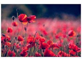 3-piece-canvas-print-in-the-poppy-field