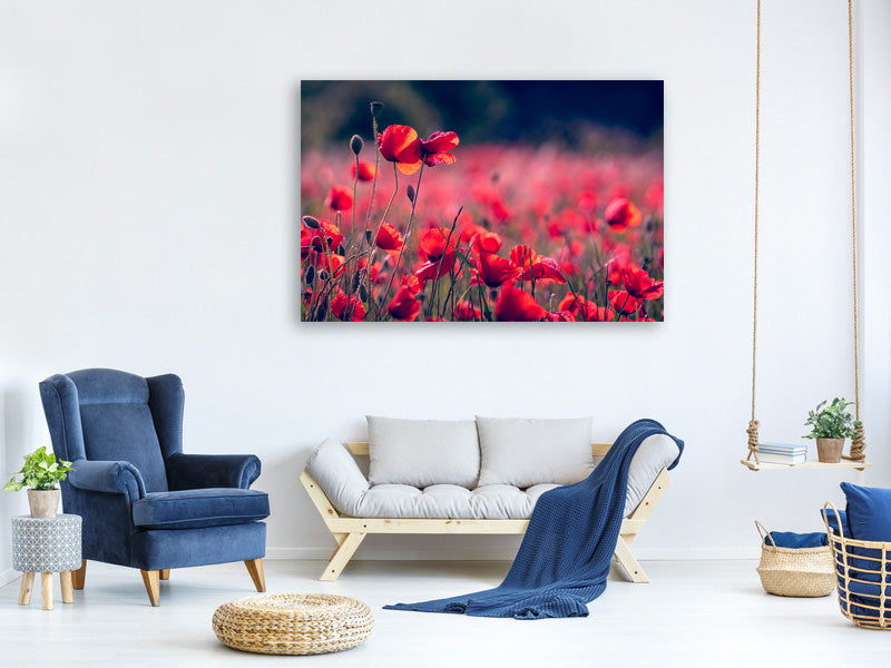 3-piece-canvas-print-in-the-poppy-field