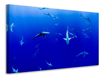 panoramic-canvas-print-in-the-shark-tank