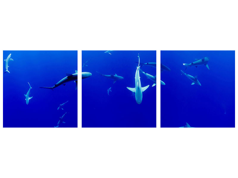 canvas-print-in-the-shark-tank