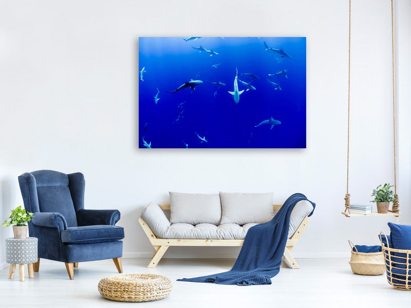 panoramic-3-piece-canvas-print-in-the-shark-tank