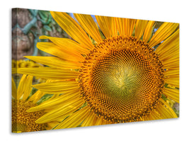 3-piece-canvas-print-inflorescence-of-a-sunflower