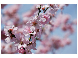 3-piece-canvas-print-japanese-cherry-tree-close-up