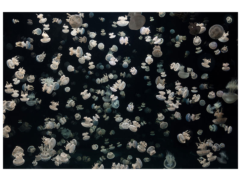 panoramic-canvas-print-just-some-jellies