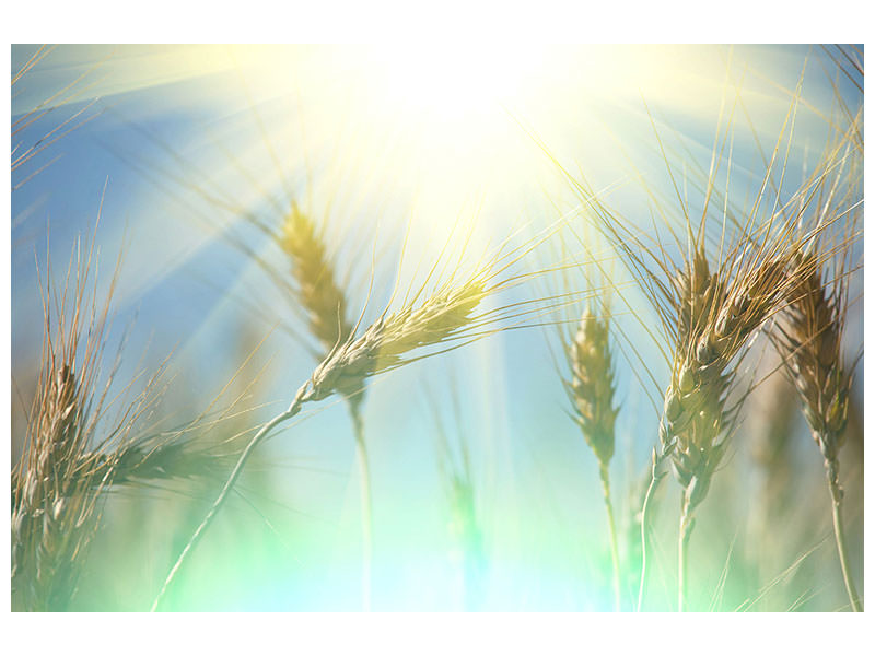 panoramic-3-piece-canvas-print-king-of-cereals
