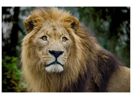 3-piece-canvas-print-king-of-wildlife