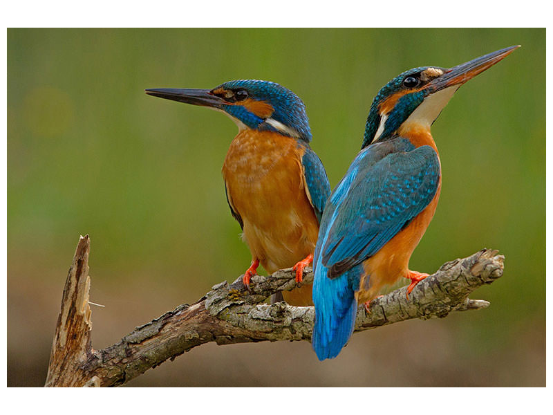 3-piece-canvas-print-kingfisher