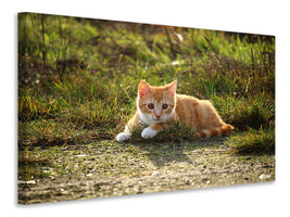 panoramic-canvas-print-kitten-in-nature