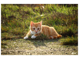 3-piece-canvas-print-kitten-in-nature