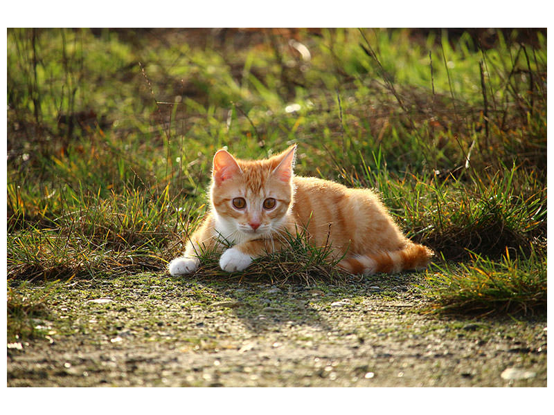 3-piece-canvas-print-kitten-in-nature