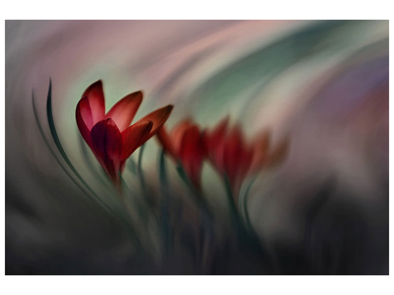 panoramic-3-piece-canvas-print-krokus