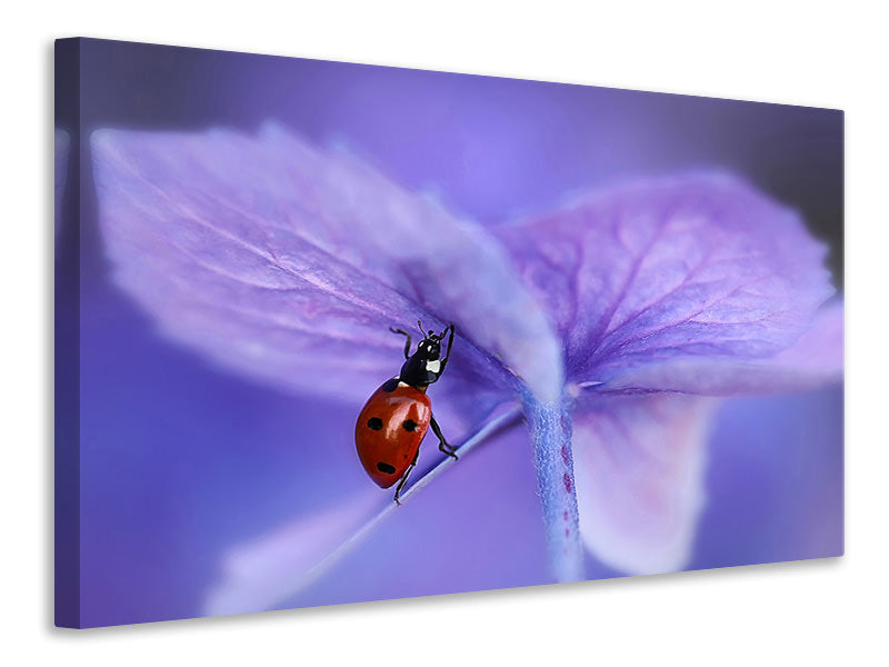 3-piece-canvas-print-ladybird-on-purple-hydrangea