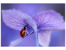 3-piece-canvas-print-ladybird-on-purple-hydrangea