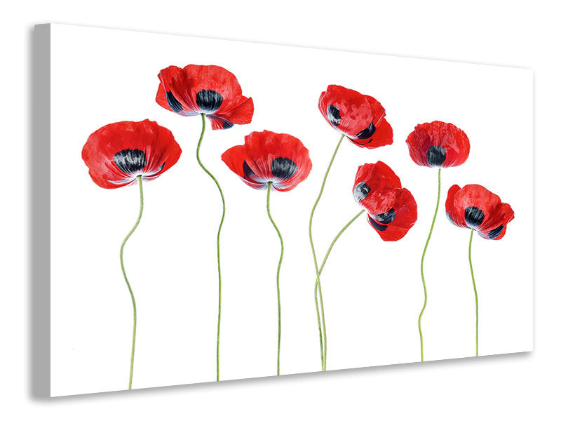 modern-4-piece-canvas-print-ladybird-poppies