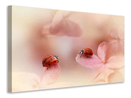 panoramic-canvas-print-ladybirds-on-pink-hydrangea