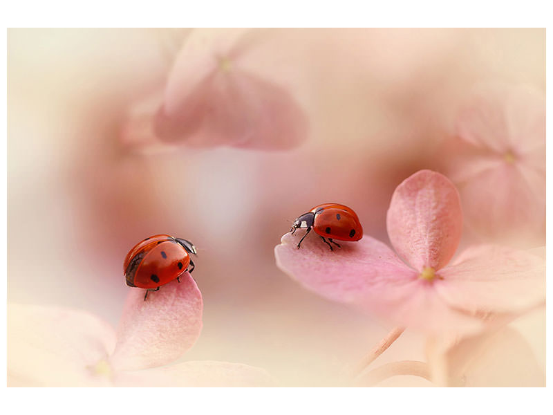 4-piece-canvas-print-ladybirds-on-pink-hydrangea