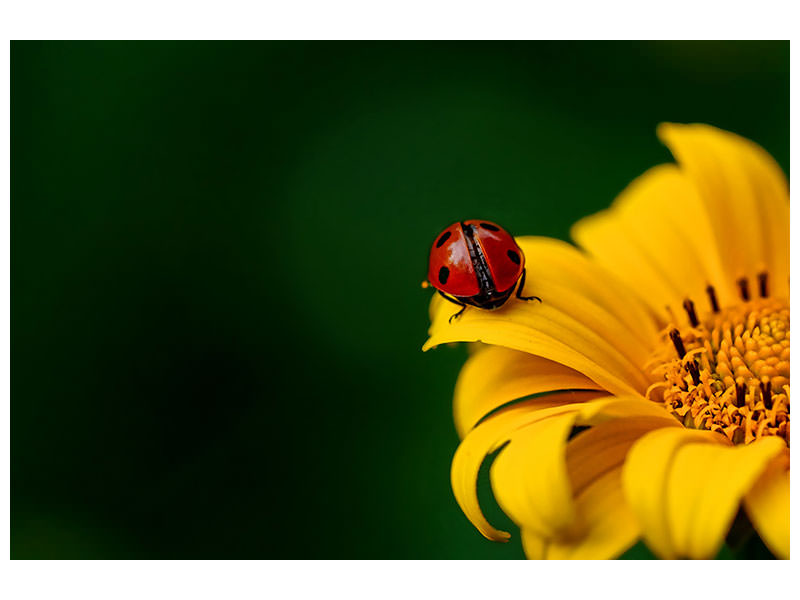 panoramic-3-piece-canvas-print-ladybug-on-the-sunflower