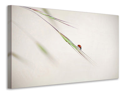 panoramic-canvas-print-ladybug