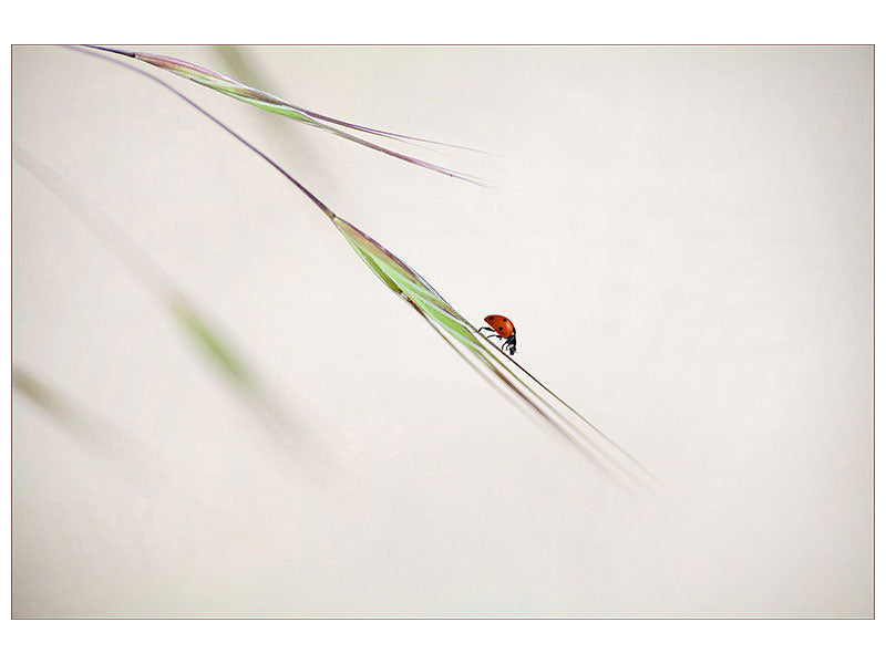 modern-3-piece-canvas-print-ladybug