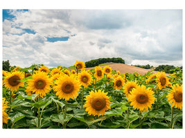 4-piece-canvas-print-landscape-with-sunflowers
