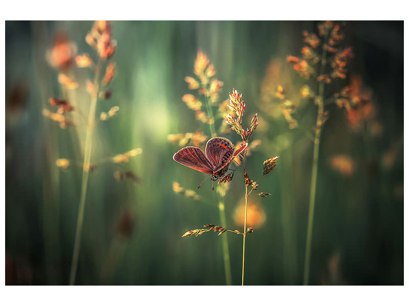 panoramic-canvas-print-last-light