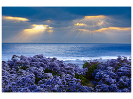 panoramic-canvas-print-lavender-and-sea