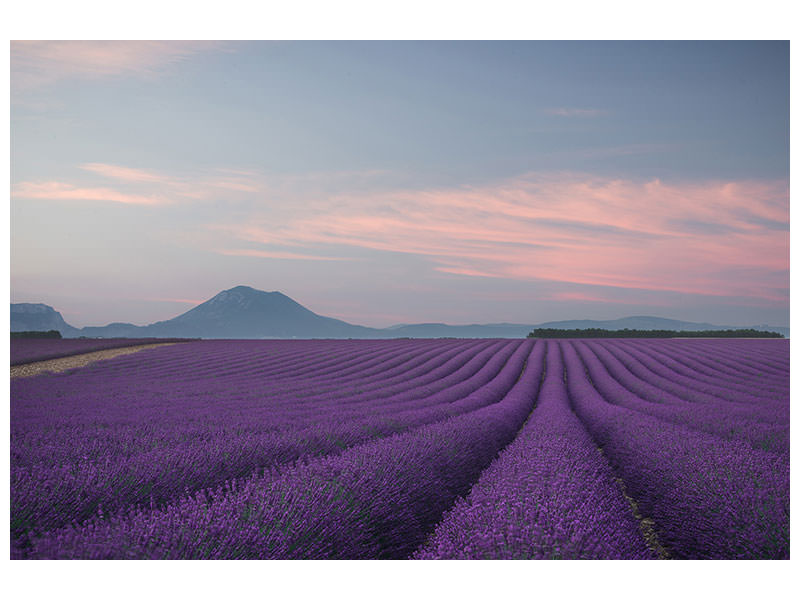 5-piece-canvas-print-lavender-field