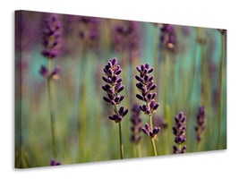 panoramic-3-piece-canvas-print-lavender-in-xl