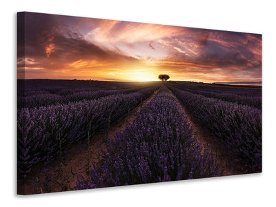 modern-3-piece-canvas-print-lavender-sunset