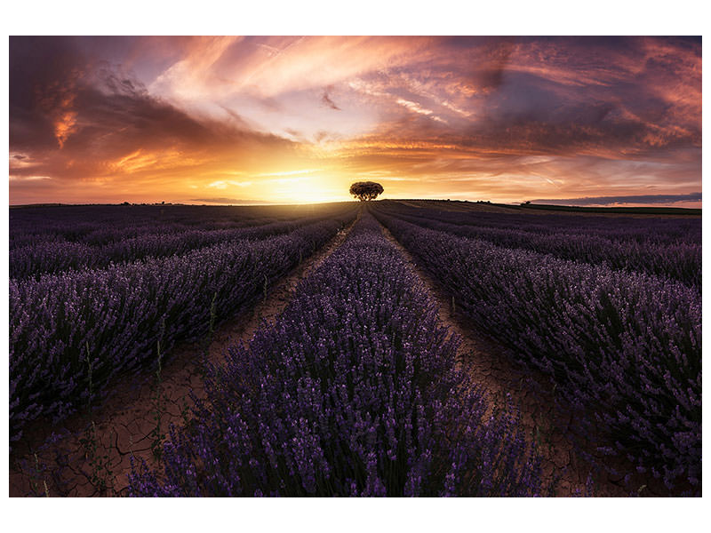 panoramic-3-piece-canvas-print-lavender-sunset