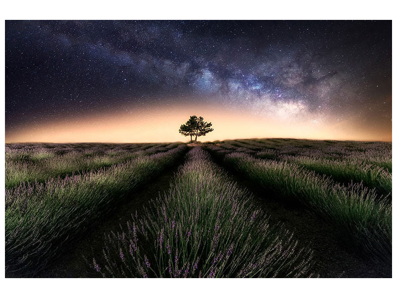 modern-3-piece-canvas-print-lavender-way