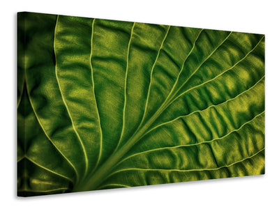 panoramic-canvas-print-leaf-of-a-hosta