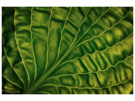 modern-3-piece-canvas-print-leaf-of-a-hosta